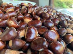 Tempo di castagne: eco come sta andando l\'annata