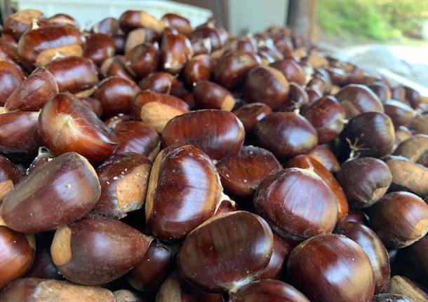 Tempo di castagne: eco come sta andando l\'annata