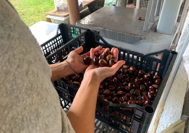 Tempo di castagne: eco come sta andando l\'annata