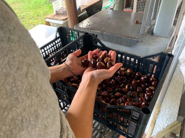 Tempo di castagne: eco come sta andando l\'annata