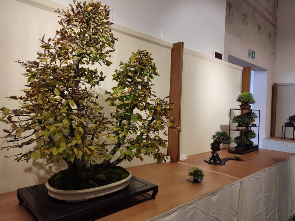 Esposizione di Bonsai e Suiseki 