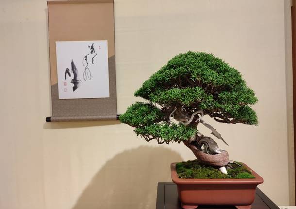 Esposizione di Bonsai e Suiseki 