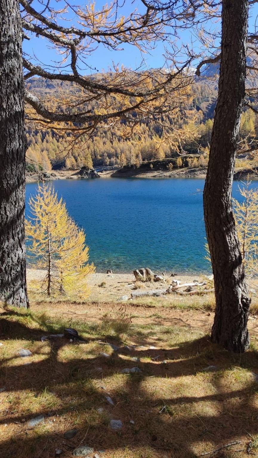 Foliage al Devero