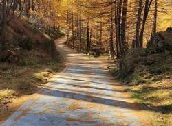 Foliage al Devero