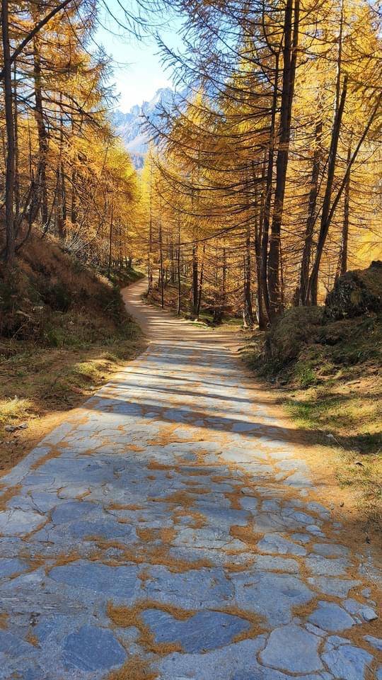 Foliage al Devero