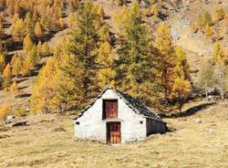 Foliage al Devero