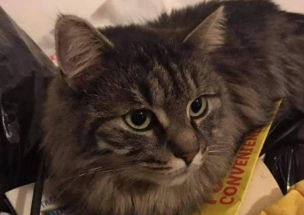 Gatto Simba