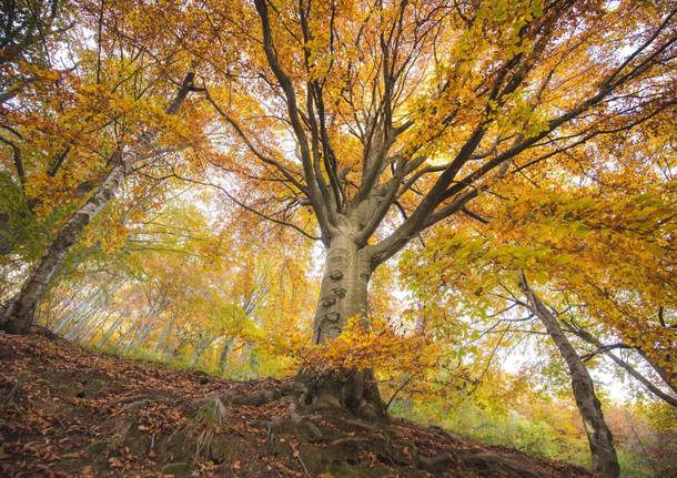 Lo spettacolo del foliage all'Oasi Zegna 