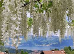 luino generiche