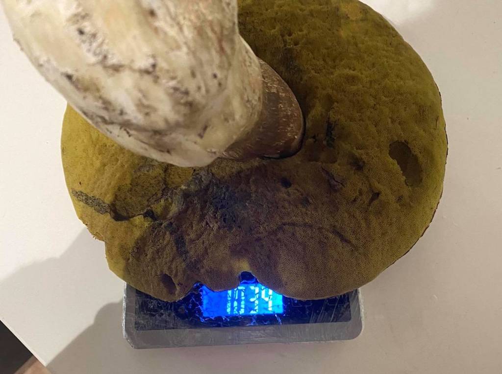 Mattia e il super porcino