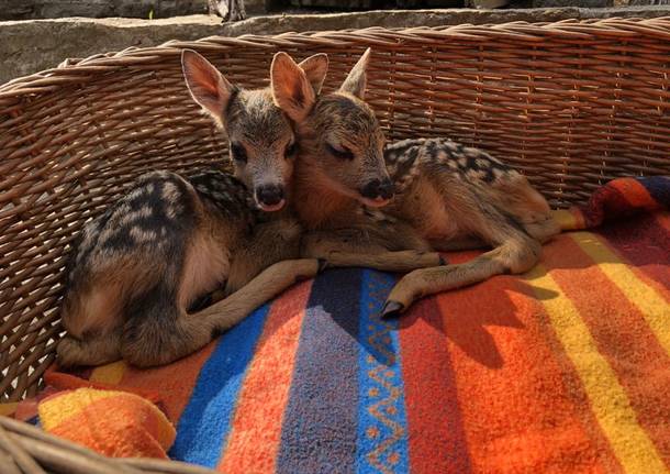 Il Rifugio Animali Felici di Brissago ha bisogno di pane secco per i 500 ospiti