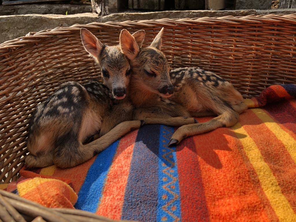 Rifugio Animali Felici Onlus
