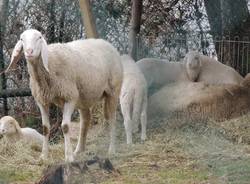 Rifugio Animali Felici Onlus