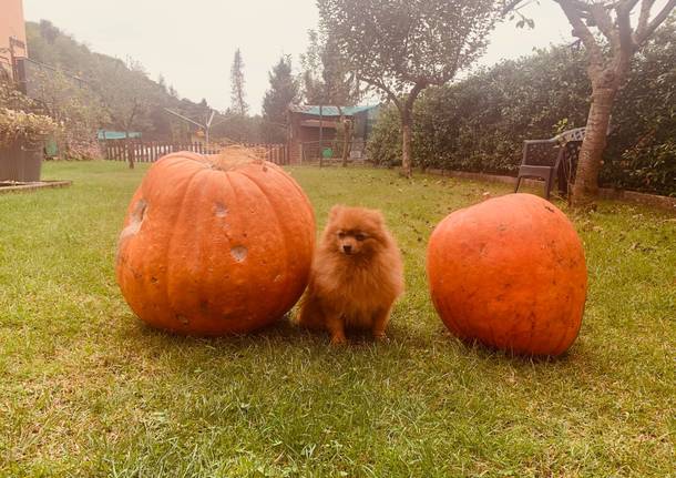 Zucche giganti