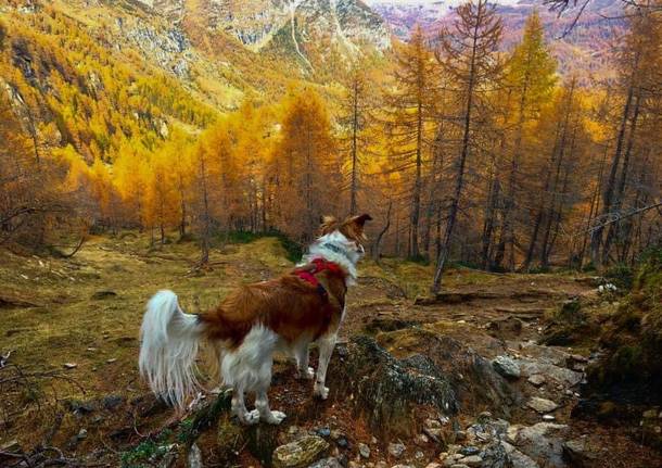 Autunno Foliage ossola