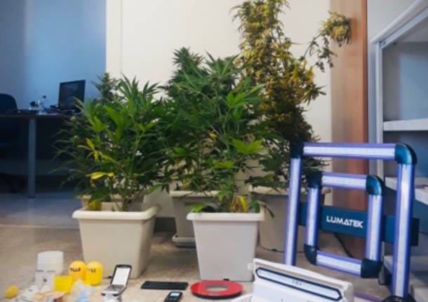 coltivazione marijuana Gallarate
