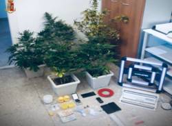 coltivazione marijuana Gallarate