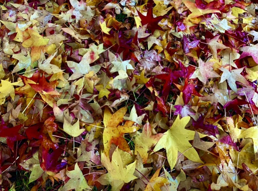 Foto di Elena De Vincenti - tappeto foglie a Luino