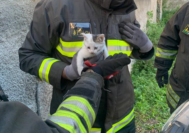 gatto incastrato motore cuggiono