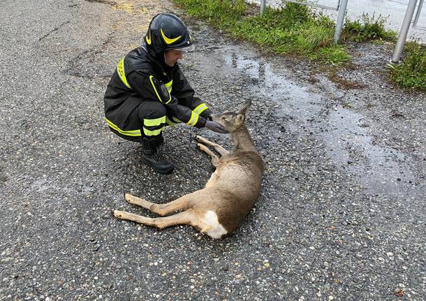 incidenti con animali