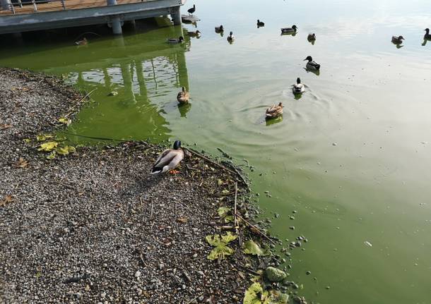 Lago di Varese verde