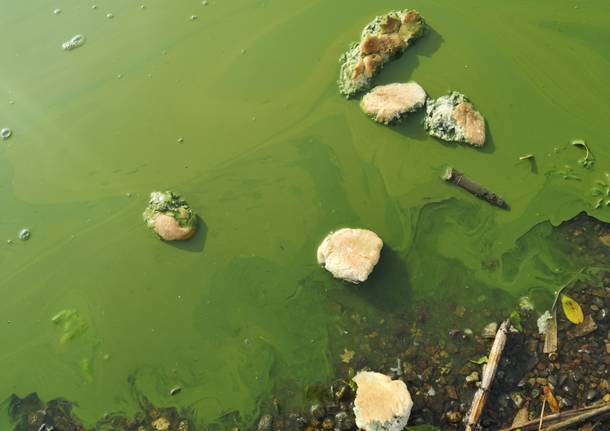 Lago di Varese verde