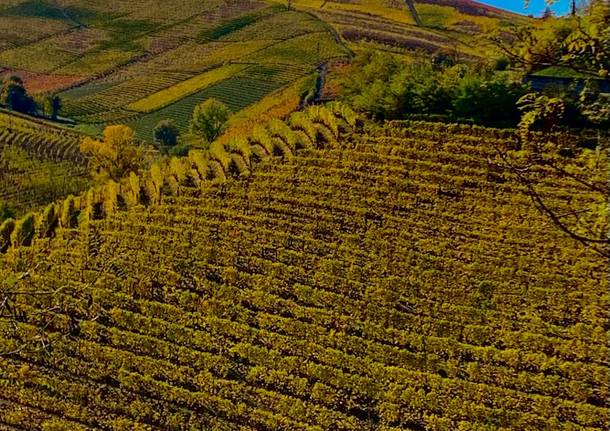 Langhe cuneensi - cuneo - vigneti - foto di Stefano Berrini