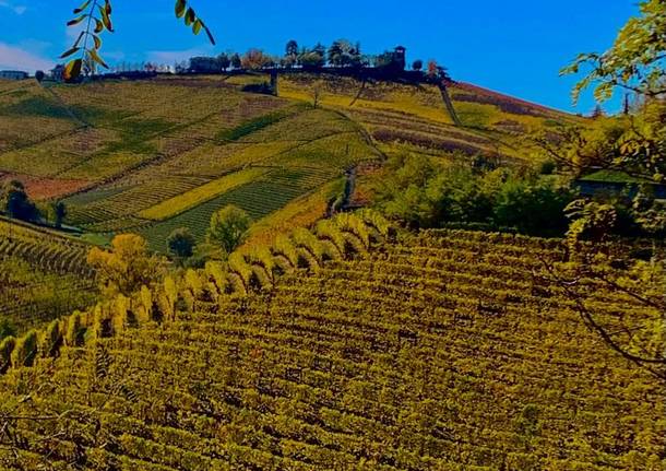 Langhe cuneensi - cuneo - vigneti - foto di Stefano Berrini