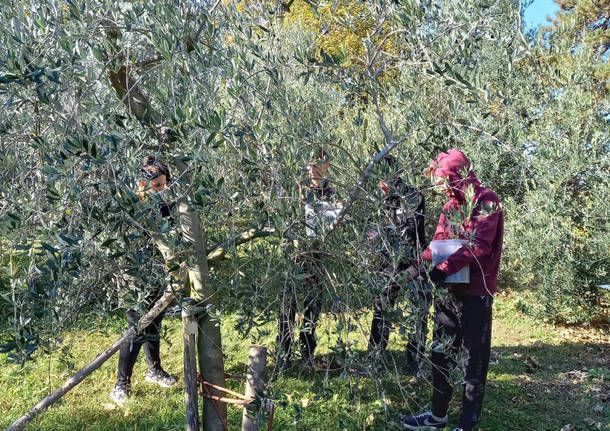 raccolta olive sant'imerio