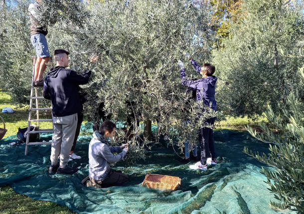 raccolta olive sant'imerio