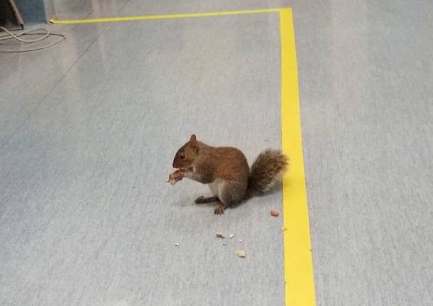 scoiattolo grigio ospedale gallarate