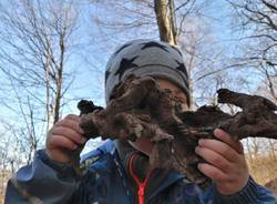 Scuola dell'infanzia Il Bosco verde