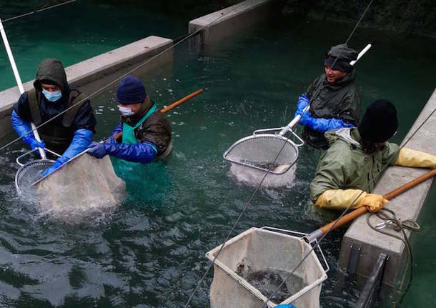 spremitura trote incubatoio ittico maccagno pescatori alto verbano