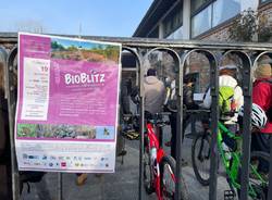 Bioblitz alla brughiera di Lonate Pozzolo