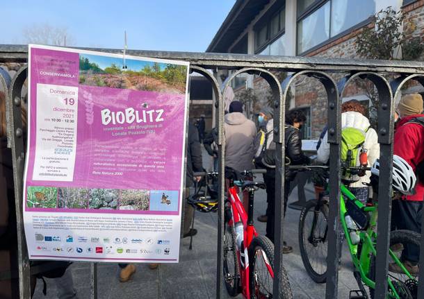 Il bioblitz alla brughiera di Lonate Pozzolo