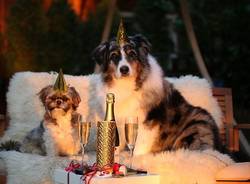 botti capodanno cani gatti