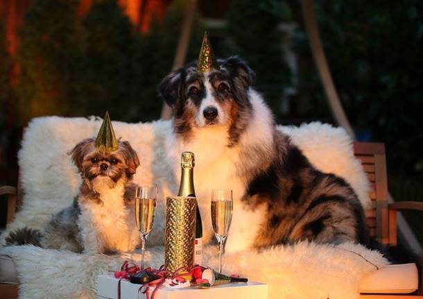 botti capodanno cani gatti