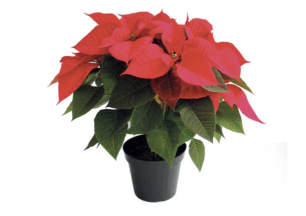 Calendario Avvento TIGROS 13 - 19 dicembre