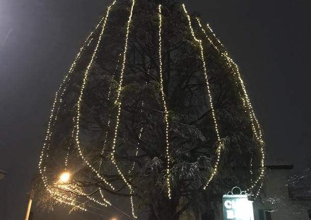 albero castronno