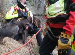 I Vigili del fuoco salvano in elicottero un cane smarrito sul Mottarone