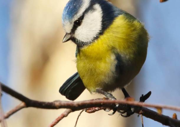 La bellezza di una cinciarella a Varese