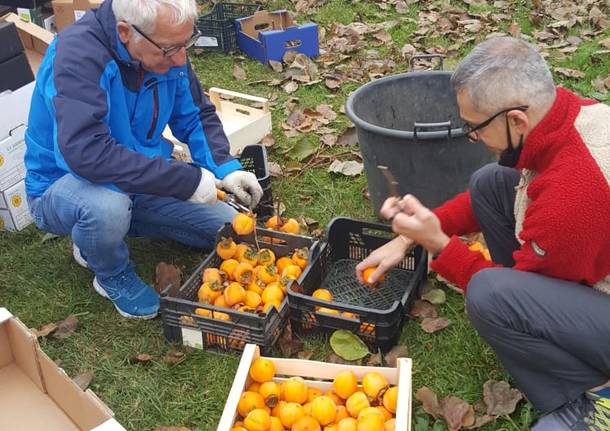 La raccolta di kaki a Villa Borletti ad Origgio