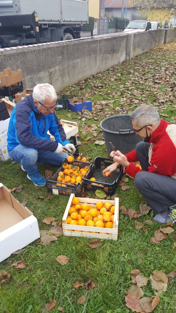 La raccolta di kaki a Villa Borletti ad Origgio