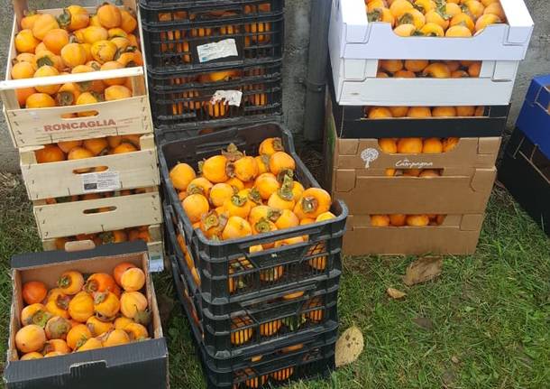 La raccolta di kaki a Villa Borletti ad Origgio
