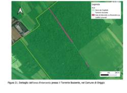 Piante invasive, al via il progetto C.L.eaR. per interventi di contenimento a Gerenzano e Origgio