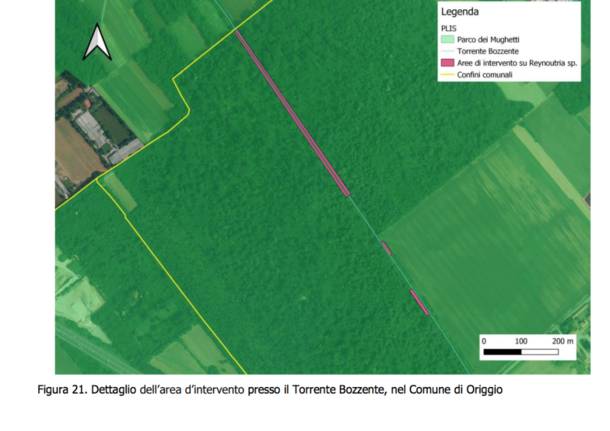 Piante invasive, al via il progetto C.L.eaR. per interventi di contenimento a Gerenzano e Origgio