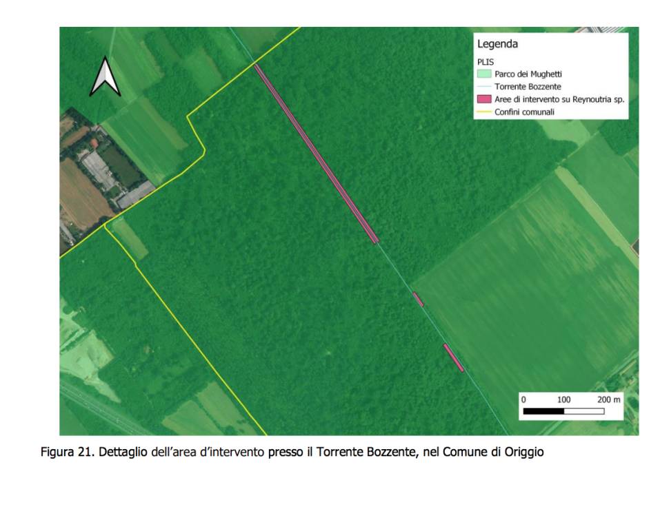 Piante invasive, al via il progetto C.L.eaR. per interventi di contenimento a Gerenzano e Origgio