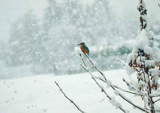 Una cornice innevata per il martin pescatore