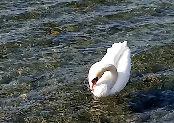 cigno solitario foto dei lettori