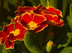 primula